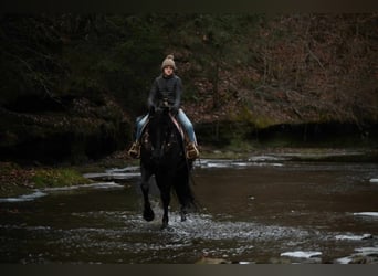 Frieserhästar, Valack, 5 år, 160 cm, Svart