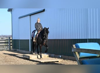 Frieserhästar, Valack, 5 år, 160 cm, Svart