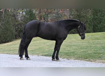 Frieserhästar, Valack, 5 år, 160 cm, Svart