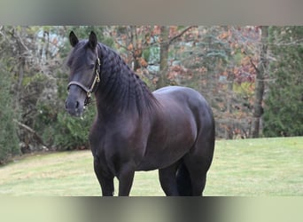 Frieserhästar, Valack, 5 år, 160 cm, Svart