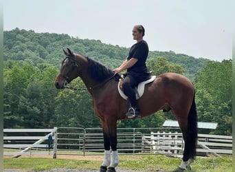 Frieserhästar Blandning, Valack, 5 år, 163 cm, Brun