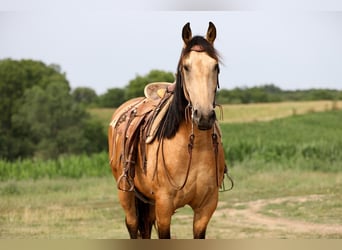 Frieserhästar Blandning, Valack, 5 år, 163 cm, Gulbrun