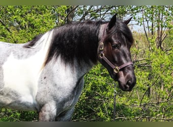 Frieserhästar Blandning, Valack, 5 år, 163 cm, Konstantskimmel