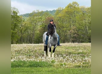 Frieserhästar Blandning, Valack, 5 år, 163 cm, Konstantskimmel