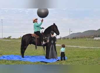 Frieserhästar, Valack, 5 år, 165 cm, Svart