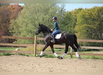 Frieserhästar, Valack, 5 år, 168 cm, Svart