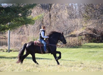 Frieserhästar, Valack, 5 år, 168 cm, Svart