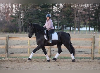 Frieserhästar, Valack, 5 år, 168 cm, Svart