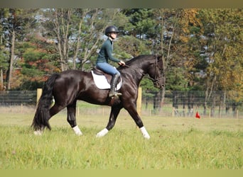 Frieserhästar, Valack, 5 år, 168 cm, Svart