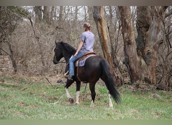 Frieserhästar, Valack, 5 år, Svart