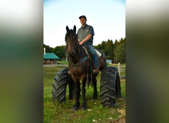 Frieserhästar, Valack, 5 år, Svart