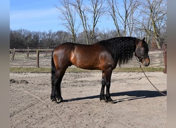 Frieserhästar, Valack, 6 år, 160 cm, Brun