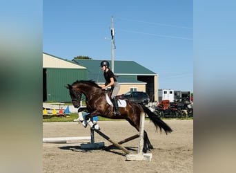 Frieserhästar Blandning, Valack, 6 år, 160 cm, Brun