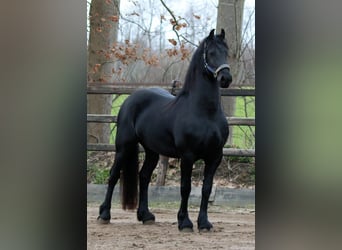 Frieserhästar, Valack, 6 år, 162 cm, Rökfärgad svart