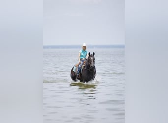 Frieserhästar Blandning, Valack, 6 år, Svart