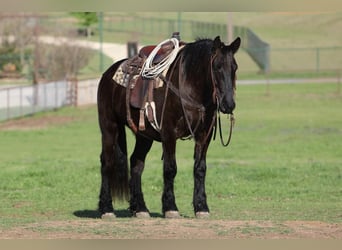 Frieserhästar Blandning, Valack, 6 år, Svart