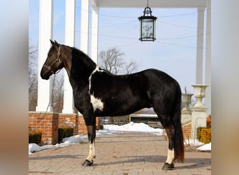 Frieserhästar, Valack, 6 år, Tobiano-skäck-alla-färger