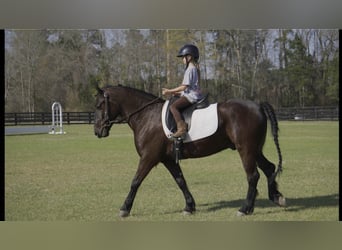 Frieserhästar Blandning, Valack, 7 år, 147 cm, Svart