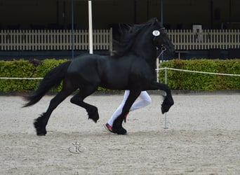 Frieserhästar, Valack, 7 år, 162 cm, Rökfärgad svart