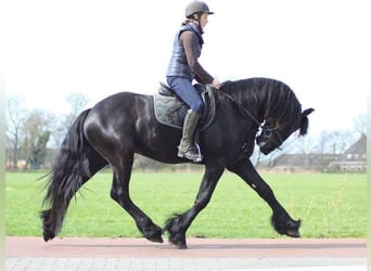 Frieserhästar, Valack, 7 år, 162 cm, Rökfärgad svart