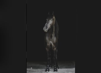 Frieserhästar, Valack, 7 år, 165 cm, Brun