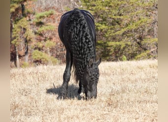 Frieserhästar, Valack, 7 år, 165 cm, Svart