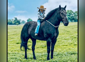 Frieserhästar Blandning, Valack, 7 år, 175 cm, Svart