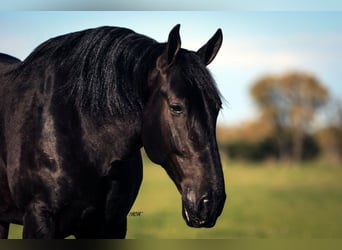 Frieserhästar Blandning, Valack, 7 år, 175 cm, Svart