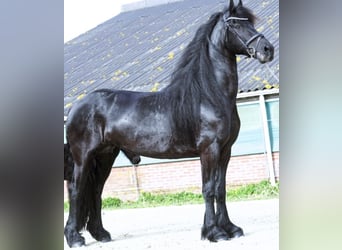 Frieserhästar, Valack, 8 år, 163 cm, Svart