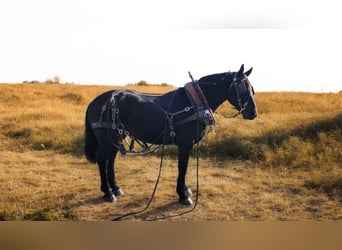 Frieserhästar Blandning, Valack, 8 år, 165 cm, Svart