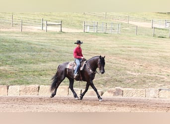 Frieserhästar Blandning, Valack, 8 år, 170 cm, Svart