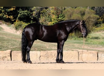 Frieserhästar Blandning, Valack, 8 år, 170 cm, Svart