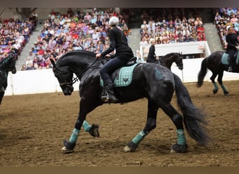 Frieserhästar, Valack, 8 år, 170 cm, Svart