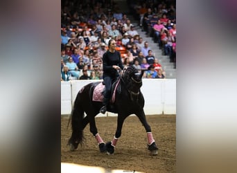 Frieserhästar, Valack, 8 år, 170 cm, Svart