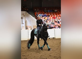 Frieserhästar, Valack, 8 år, 170 cm, Svart