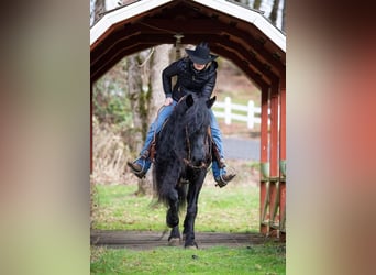 Frieserhästar, Valack, 8 år, Svart