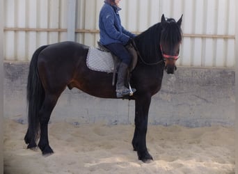 Frieserhästar Blandning, Valack, 9 år, 160 cm, Rökfärgad svart