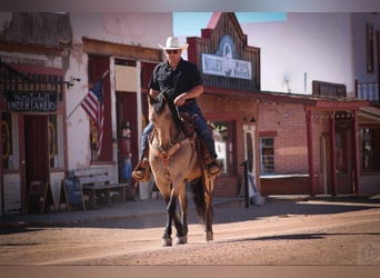 Friesian horses Mix, Gelding, 10 years, 14,2 hh, Buckskin