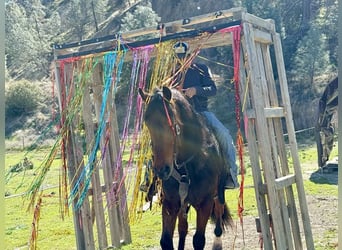 Friesian horses, Gelding, 10 years, 15,1 hh, Bay