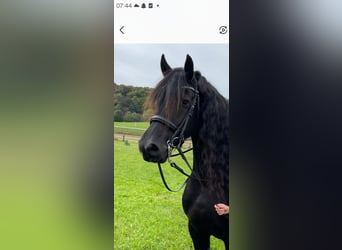 Friesian horses, Gelding, 10 years, 15,2 hh, Black