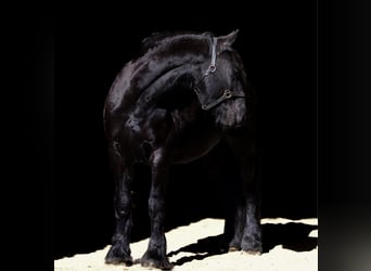 Friesian horses, Gelding, 10 years, 15.2 hh, Black