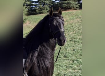 Friesian horses, Gelding, 10 years, 15.2 hh, Black