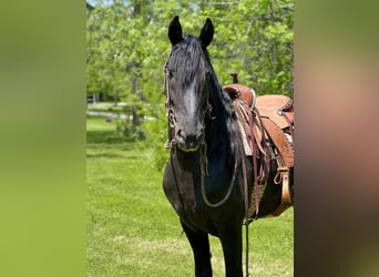 Friesian horses, Gelding, 10 years, 15.3 hh, Black