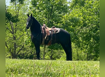 Friesian horses, Gelding, 10 years, 15.3 hh, Black