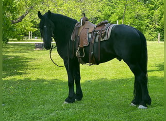 Friesian horses, Gelding, 10 years, 15.3 hh, Black