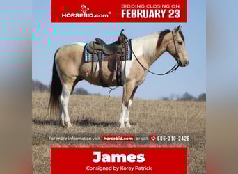 Friesian horses Mix, Gelding, 10 years, 15.3 hh, Buckskin