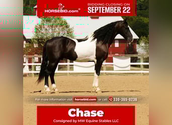 Friesian horses Mix, Gelding, 10 years, 15.3 hh, Pinto