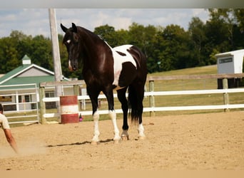Friesian horses Mix, Gelding, 10 years, 15.3 hh, Pinto