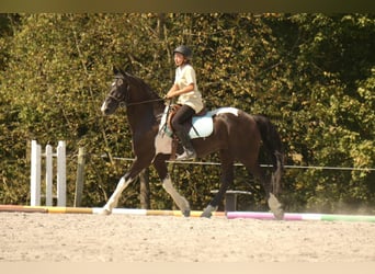 Friesian horses Mix, Gelding, 10 years, 15.3 hh, Pinto