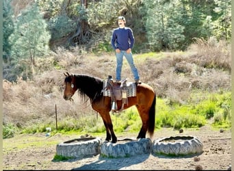 Friesian horses, Gelding, 10 years, 15 hh, Bay